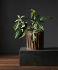 A brown textured planter pot with a green plant next to a gray couch on a wooden floor.