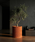 A terracotta planter pot with a wavy design, containing a small olive tree, sits on a wooden floor in a dimly lit room.