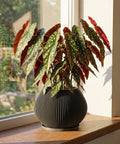 A Hoya plant sits in a gray, striped planter on a light wood table. The plant's vines cascade over the sides of the pot. In the background, a window lets in natural light, and a glimpse of a living room with a sofa and another plant can be seen.