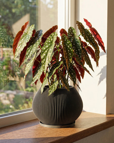 A Hoya plant sits in a gray, striped planter on a light wood table. The plant's vines cascade over the sides of the pot. In the background, a window lets in natural light, and a glimpse of a living room with a sofa and another plant can be seen.