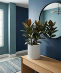 A rubber plant in a white, ridged planter pot sits on a wooden table against a blue wall with a round mirror.