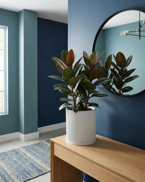 A rubber plant in a white, ridged planter pot sits on a wooden table against a blue wall with a round mirror.