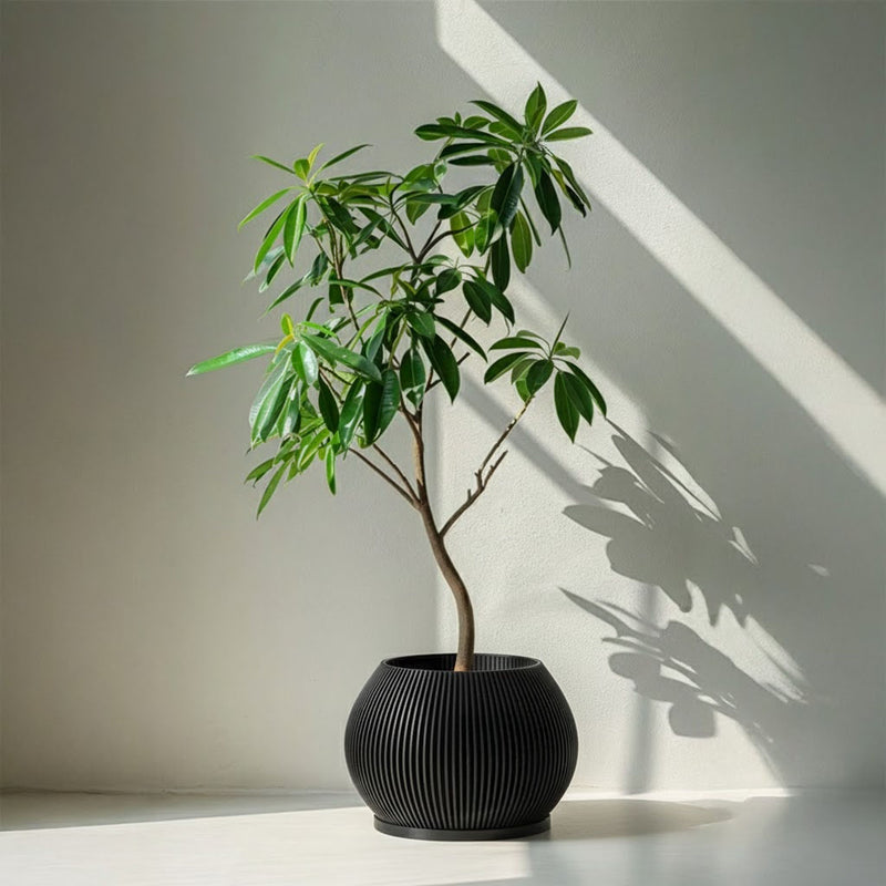 Charcoal Black Melon