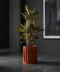 A spider plant in a textured, terracotta-colored pot sits on a white windowsill, bathed in soft, natural light.