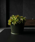 A green planter pot with a plant sits on a dark brown wooden shelf against a red wall with a round mirror.