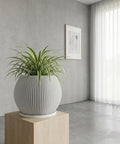 A spider plant sits in a gray, vertically-ribbed planter atop a light wood stand, against a gray wall with a framed print and sheer white curtains.