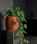 A terracotta planter with a swirling design holds a lush green Monstera adansonii plant, displayed on a dark gray pedestal.