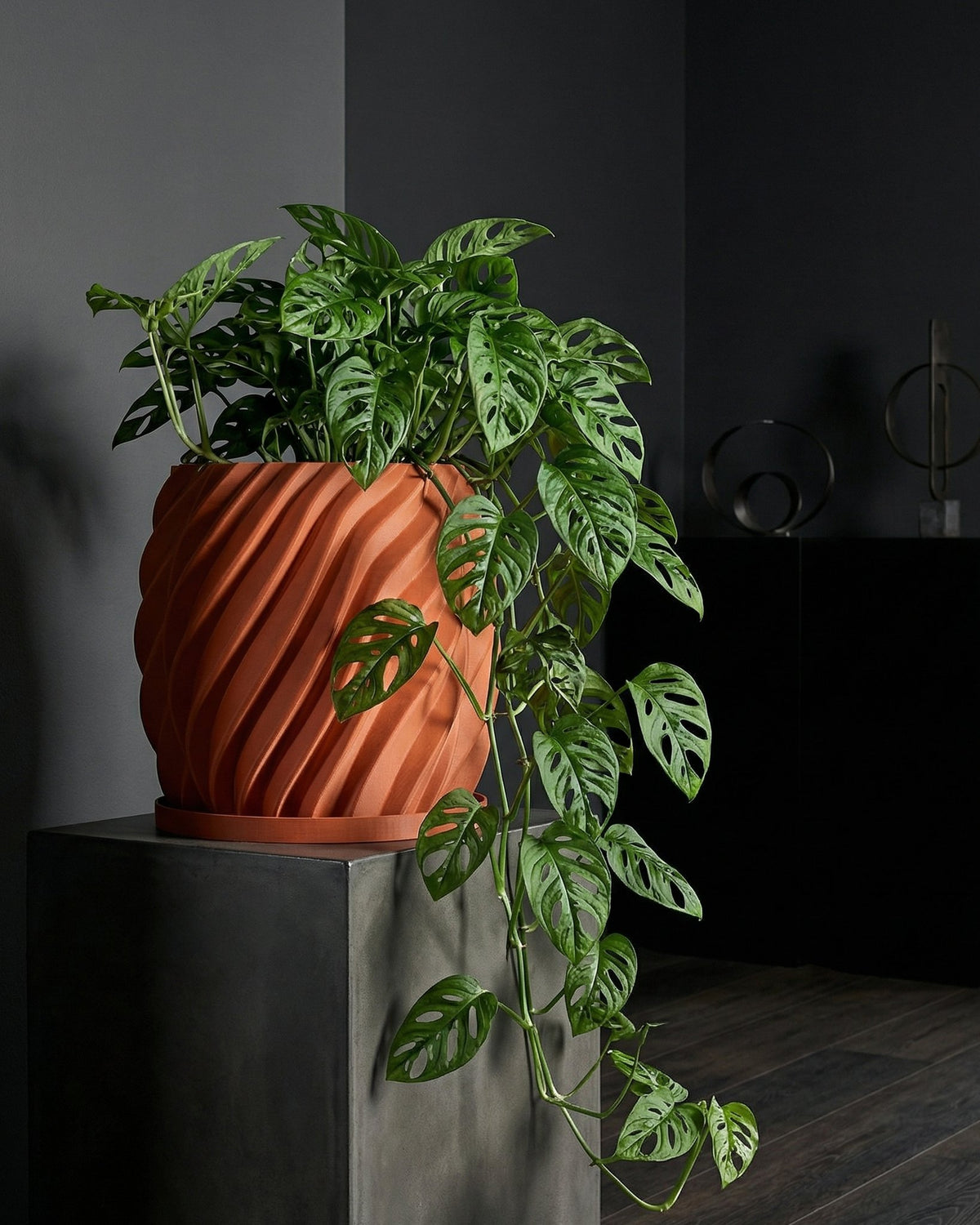 A terracotta planter with a swirling design holds a lush green Monstera adansonii plant, displayed on a dark gray pedestal.