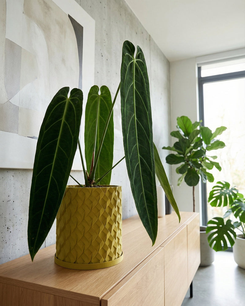 A yellow planter pot with a green plant inside is on a wooden floor in front of a red wall.