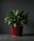 A red planter pot with a plant in it sits on a table between two gray chairs. A lamp is in the background.
