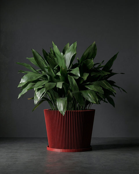 A red planter pot with a plant in it sits on a table between two gray chairs. A lamp is in the background.