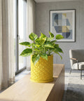 A bright yellow planter pot with a geometric design, holding a vibrant green plant, sits on a wooden surface in a modern room.