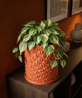 A vibrant variegated plant sits in a textured, orange planter pot on a dark wood shelf, creating a warm, inviting indoor scene.