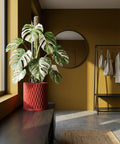 A red planter pot with a green plant sits on a wooden shelf in front of a window. The pot has a spiral design.