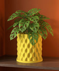 A Monstera adansonii plant in a yellow, textured planter pot sits on a dark wood shelf against a brown wall.