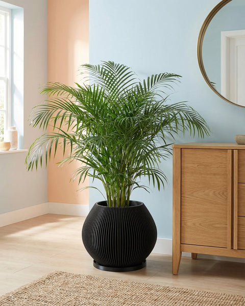 A modern living room features a light gray couch with a dark gray pillow and a beige pillow, draped with a gray knit blanket. Beside the couch stands a tall, elegant black planter pot filled with a lush green tree, positioned near a large window that lets in natural light. A framed abstract artwork hangs on the concrete-textured wall behind the couch. The room is finished with light wood flooring.