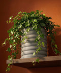 A potted ivy plant sits on a wooden shelf against an orange wall. The planter is gray and has a ribbed design.