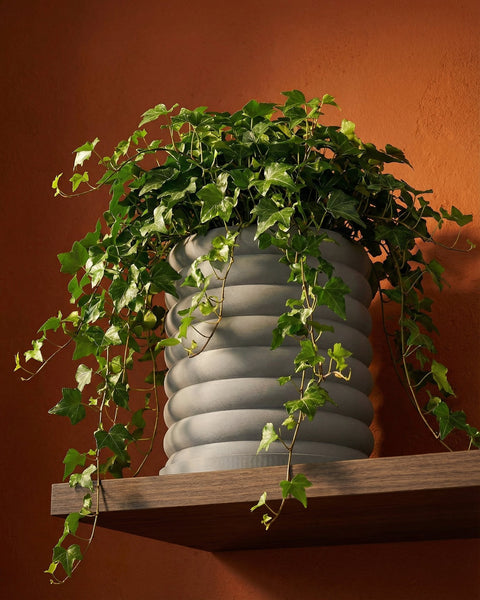 A potted ivy plant sits on a wooden shelf against an orange wall. The planter is gray and has a ribbed design.