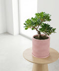 A pink planter pot with a green plant on a wooden table in front of a window.