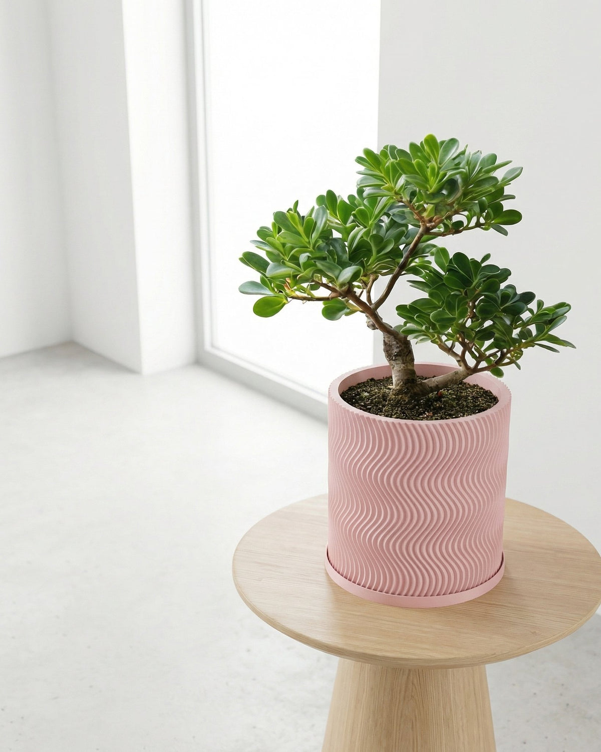 A pink planter pot with a green plant on a wooden table in front of a window.