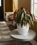 A white planter pot with a polka dot plant sits on a round concrete table. A rug and bench are in the background.
