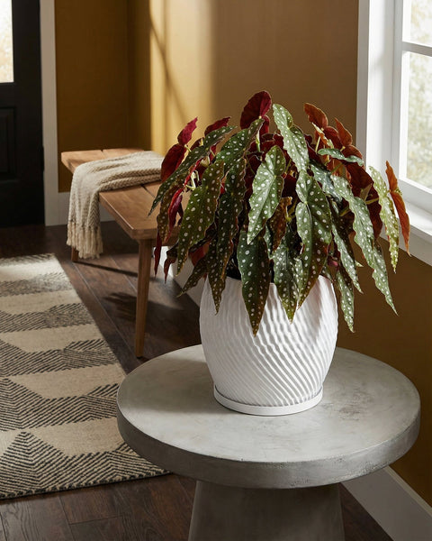 A white planter pot with a polka dot plant sits on a round concrete table. A rug and bench are in the background.