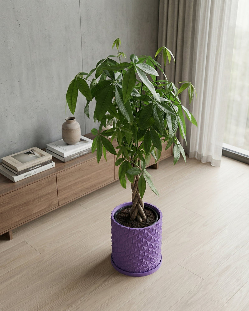 A money tree plant in a purple geometric planter pot sits on a light wood floor in a modern room.