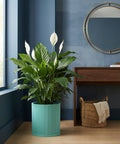 A peace lily plant sits in a ribbed, turquoise planter pot on a wooden floor, next to a dark wood table and woven basket.