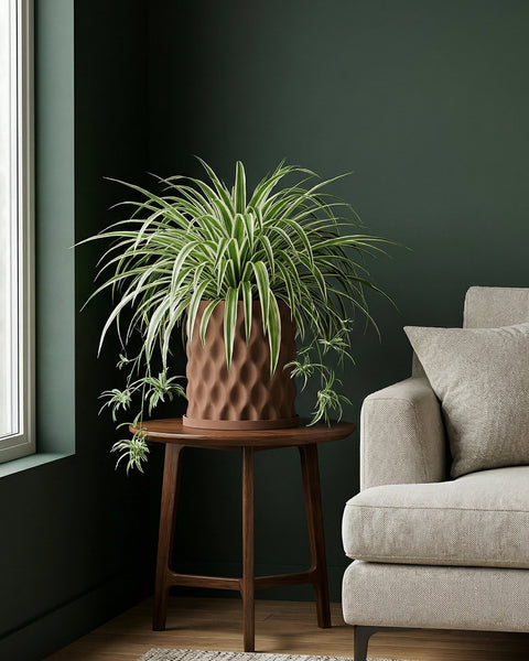 A spider plant in a brown textured planter pot sits on a wooden side table next to a beige couch.