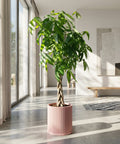 A money tree in a pink ribbed planter pot sits in a sunlit room with large windows and neutral decor.