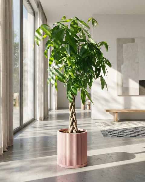 A money tree in a pink ribbed planter pot sits in a sunlit room with large windows and neutral decor.