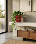 A red planter pot with a monstera plant sits on a wooden table in a room with red walls.