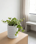 A white planter pot with a green ivy plant sits on a wooden cabinet. The pot has a ribbed design.