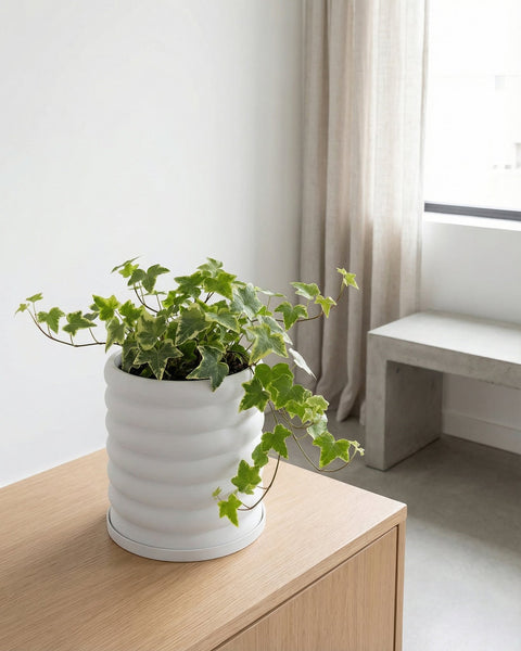 A white planter pot with a green ivy plant sits on a wooden cabinet. The pot has a ribbed design.