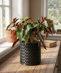 A Begonia Maculata plant in a black woven planter pot sits on a wooden table near a window.
