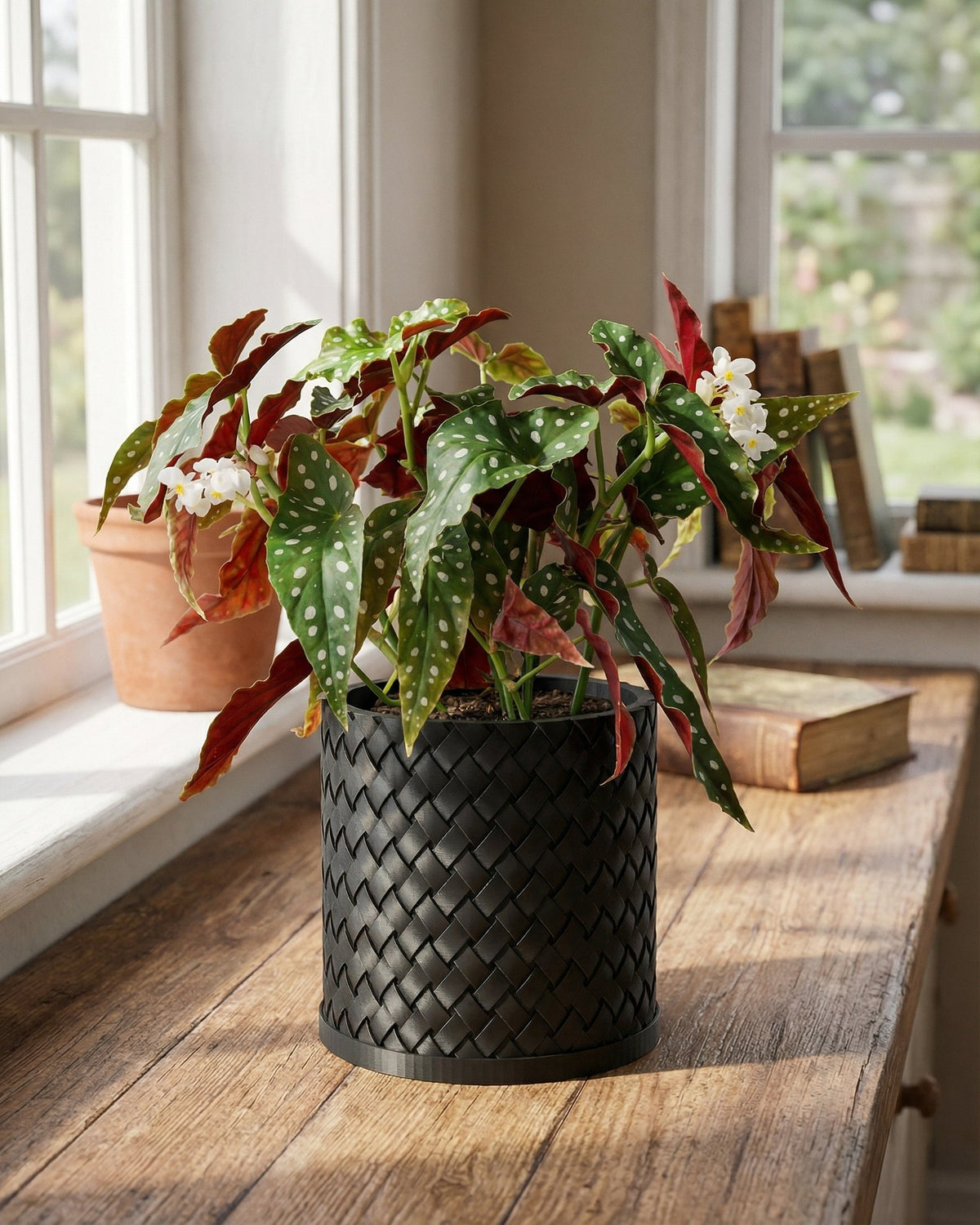 A Begonia Maculata plant in a black woven planter pot sits on a wooden table near a window.