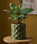 A green planter pot with a banana plant inside, sitting on a wooden stool. The pot has a geometric pattern.