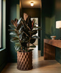 A large rubber plant in a brown, textured planter pot sits in a hallway with dark green walls and light wood floors.