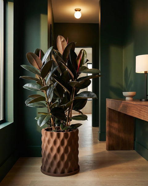 A large rubber plant in a brown, textured planter pot sits in a hallway with dark green walls and light wood floors.