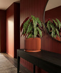A terracotta planter with a diamond pattern sits on a wooden table, holding a vibrant green plant.