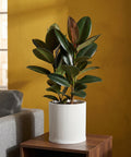 A rubber plant in a white ribbed planter pot sits on a brown wooden table against a yellow wall.