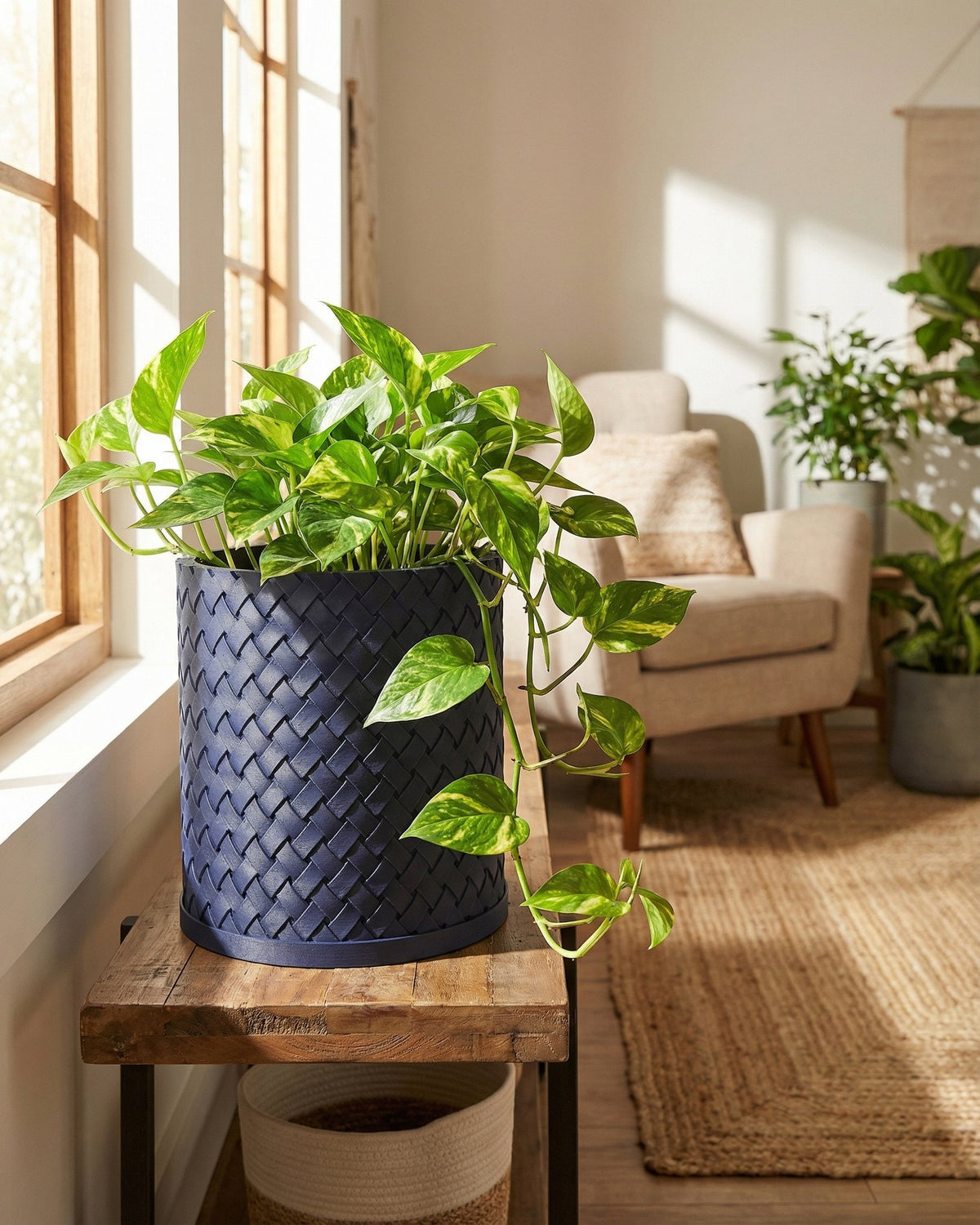 A vibrant pothos plant overflows from a woven navy blue planter pot, adding a touch of nature to a sunlit room.
