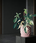 A pink planter pot with a plant inside sits on a dark gray pedestal. The pot has a spiral design and the plant has green and white leaves.