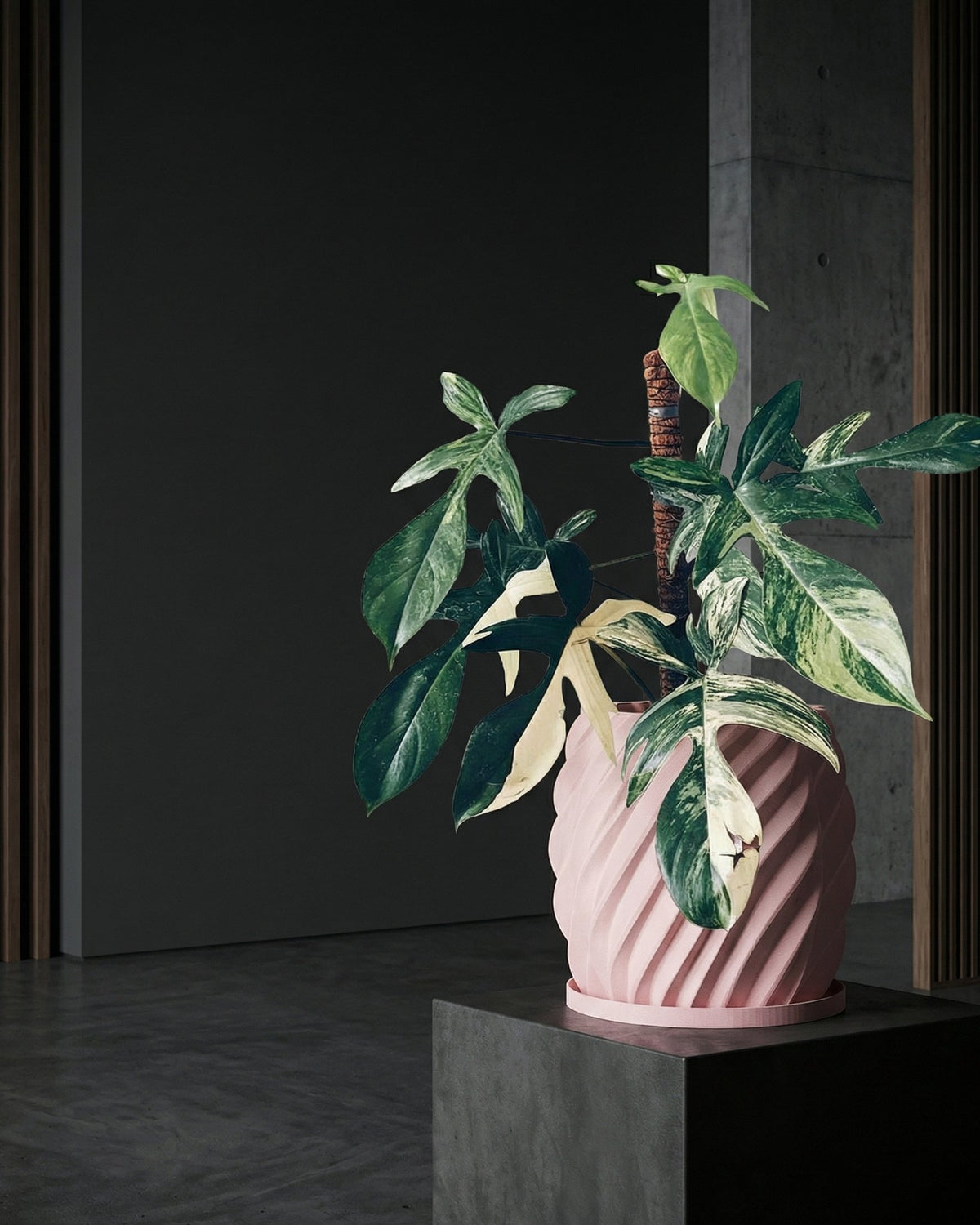 A pink planter pot with a plant inside sits on a dark gray pedestal. The pot has a spiral design and the plant has green and white leaves.