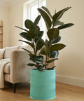 A rubber plant in a light blue planter pot with a wavy design sits on a wooden floor next to a beige couch.