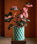 A Philodendron Pink Princess plant in a light blue, textured planter pot sits on a wooden stand against an orange wall.