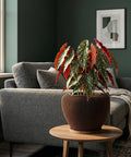 A brown, ridged planter pot sits on a wooden table, showcasing a vibrant begonia plant with spotted leaves in a cozy living room setting.