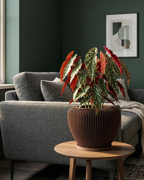 A brown, ridged planter pot sits on a wooden table, showcasing a vibrant begonia plant with spotted leaves in a cozy living room setting.