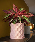 A pink planter pot with a geometric pattern sits on a dark wooden surface, holding a vibrant plant with pink and green leaves.