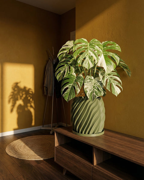 A Monstera plant sits in a green, swirled planter pot on a wooden cabinet in a room with yellow walls.